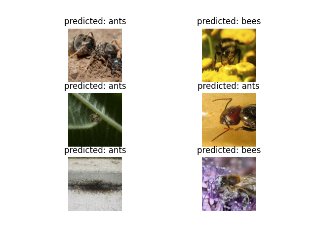 predicted: ants, predicted: bees, predicted: ants, predicted: ants, predicted: ants, predicted: bees
